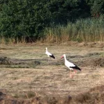 OOIEVAARS (25)