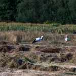 OOIEVAARS (32)