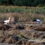 OOIEVAARS (33)