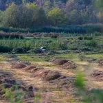 OOIEVAARS (40)