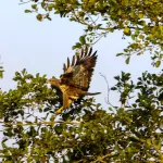 OOIEVAARS (42)