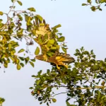 OOIEVAARS (43)