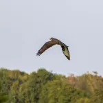 OOIEVAARS (44)