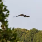OOIEVAARS (45)