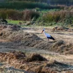 OOIEVAARS (46)
