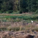 OOIEVAARS (6)