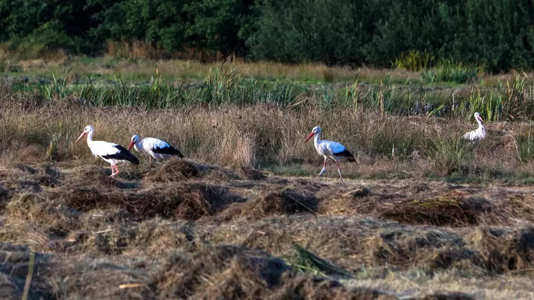 Grote groep ooievaars strijkt neer in Helenaveen en zorgt voor bijzonder schouwspel