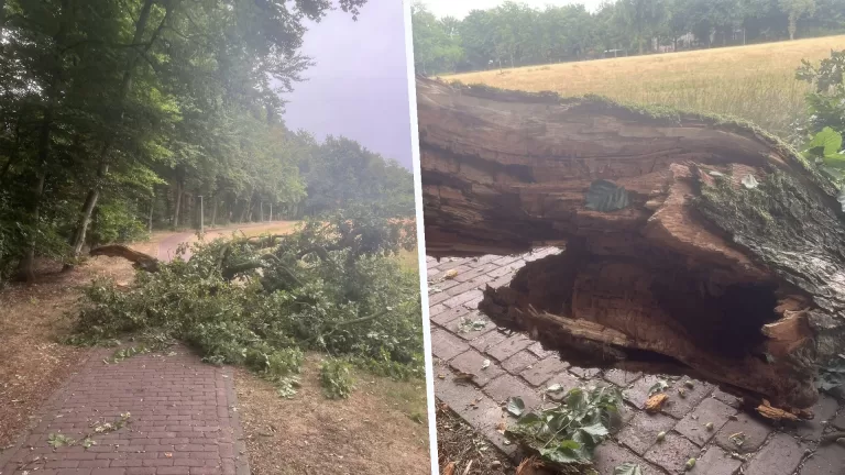 Grote tak van boom in Deurnes kasteelpark breekt af en belandt op voetpad; ‘Je zal er maar net lopen’