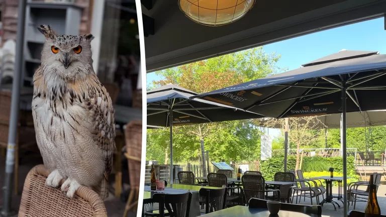 Toon Kortooms Park ontvangt bijzondere gast; Siberische oehoe strijkt neer op terras in Deurne