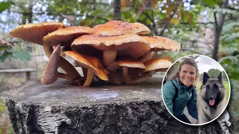 Peelvrouwke Bianca Teuwsen trekt weer de natuur in met nieuwe herfstwandeltocht vanuit Helenaveen