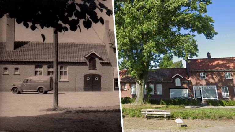 Markante boom uit 1928 aan Vlierdense Pastoriestraat verdwijnt; ‘Niet meer voldoende levensverwachting’