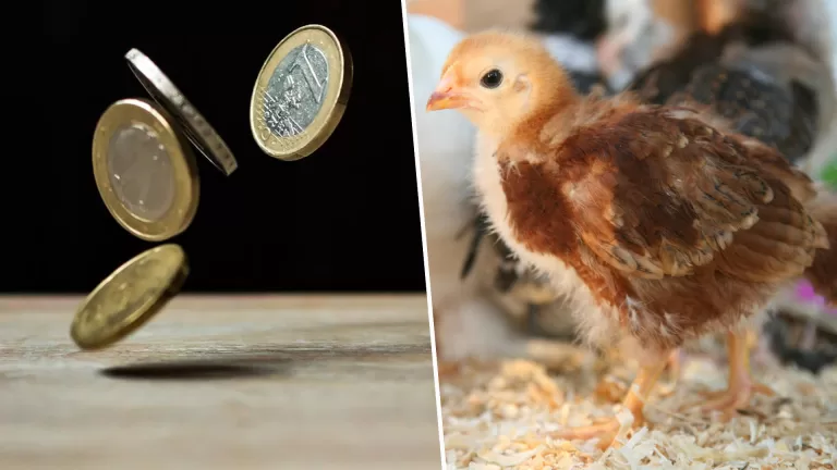 Innovatief pluimveebedrijf in Ysselsteyn ontvangt subsidie van 250.000 euro Innovatief pluimveebedrijf in Ysselsteyn ontvangt subsidie van 250.000 euro