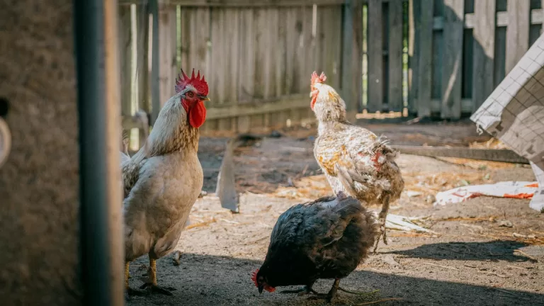 Landelijke ophok- en afschermplicht ingesteld vanwege vogelgriep; ‘Veiligheid van dieren staat voorop’