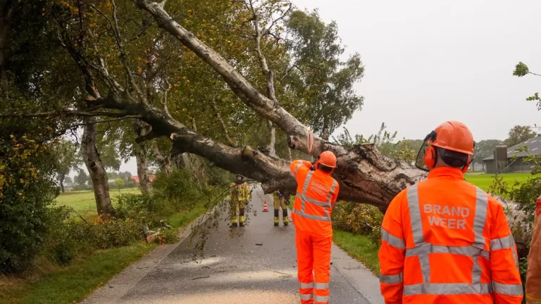 Grote boom aan Zandschelweg valt om door harde wind en belandt op wegdek