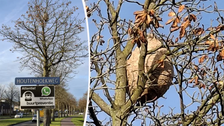 Groot nest met Aziatische hoornaars bungelt boven fietspad Houtenhoekweg in Deurne