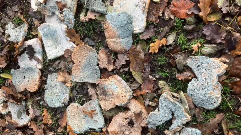 Zwaar verschimmeld brood achtergelaten bij Parkboerderij: ‘Dieren kunnen hier erg ziek van worden’