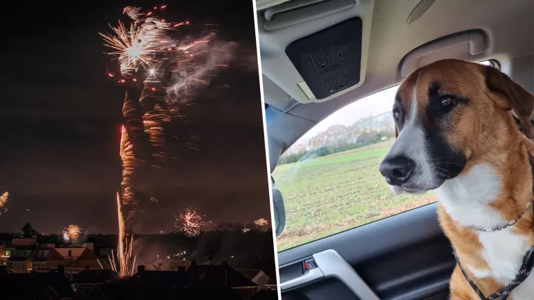 Hond in Deurne schrikt van vuurwerk en ontsnapt; politie weet dier bij baasje terug te brengen