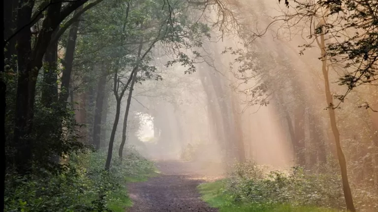 Provincie investeert in herstel van bossen Stippelberg; in totaal 9,5 miljoen voor vier gebieden in Brabant