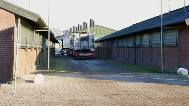 Grote zorgen over de vogelgriep: ‘Het virus heeft zich aangepast in Brabant’