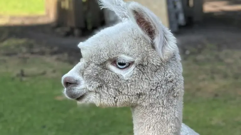 Alleen achtergebleven alpaca van Parkboerderij Deurne krijgt gezelschap; twee nieuwe dieren aangekocht