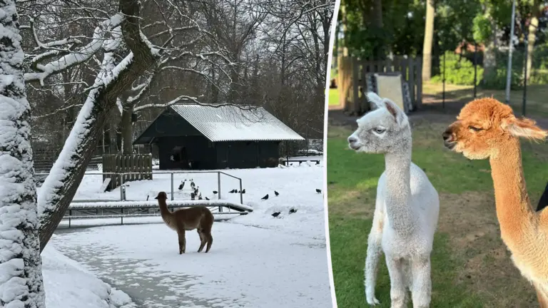 Deurnese Regonja springt in de bres voor Parkboerderij: ‘Samen regelen dat er nieuwe alpaca’s bij gaan komen’