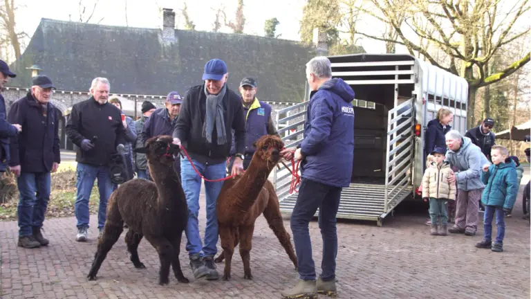 Nieuwe alpaca’s arriveren bij Parkboerderij; luisteraars DMG Radio mogen namen bedenken voor de dieren
