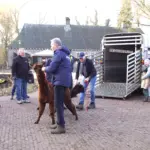 ALPACAS PARKBOERDERIJ (16)