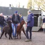 ALPACAS PARKBOERDERIJ (17)