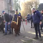 ALPACAS PARKBOERDERIJ (18)