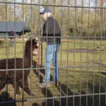 ALPACAS PARKBOERDERIJ (19)
