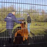 ALPACAS PARKBOERDERIJ (20)