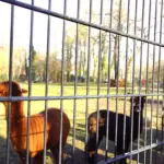 ALPACAS PARKBOERDERIJ (25)