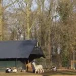 ALPACAS PARKBOERDERIJ (6)