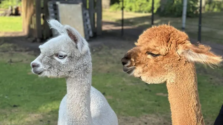 Groot verdriet bij Parkboerderij in Deurne; alpaca zakt door het ijs en overlijdt