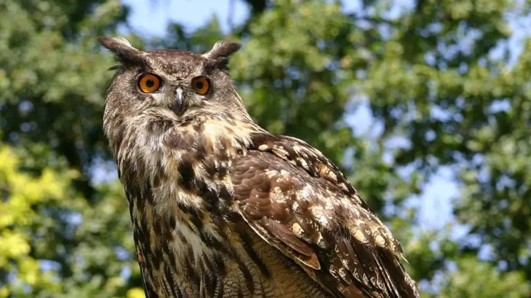 Oehoe-uil Coco wordt vermist in Deurne