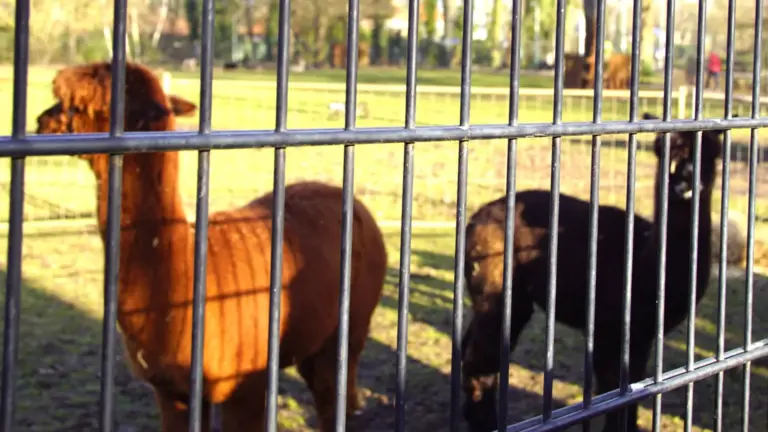 DMG Radio maakt namen bekend van nieuwe alpaca’s Parkboerderij; luisteraars geven honderden suggesties door