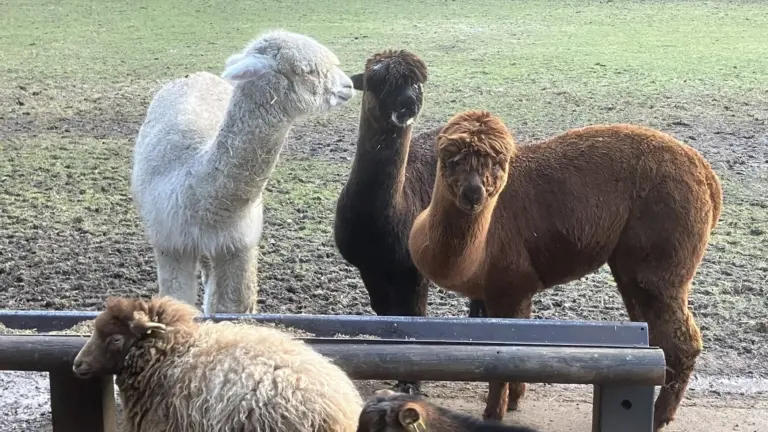 Luisteraars DMG Radio geven honderden suggesties; nieuwe alpaca’s van Parkboerderij Deurne heten Bella en Hazel