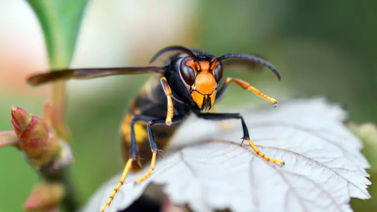 Gemeente Deurne start met aanpak van Aziatische hoornaar: ‘Risico voor honingbijen en andere bestuivers’