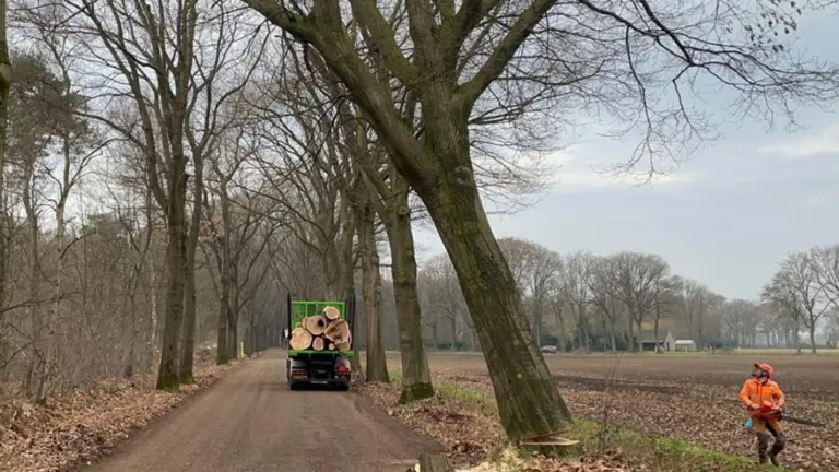 Gemeente start met kapronde van bomen in Deurne: ‘Deze kunnen we niet meer duurzaam behouden’