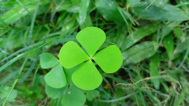 Zeilbergse Sara Joosten (36) strijdt tegen ME en hoopt op behandeling in Australië