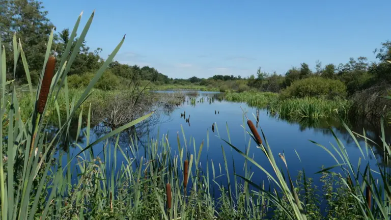 Werkgroep Behoud de Peel pleit voor spuitvrije bufferzones: ‘Is rondom de natuur noodzakelijk’