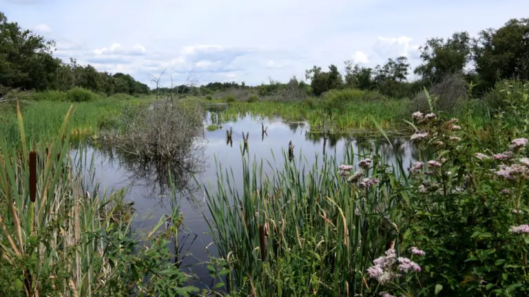 Excursie met gids van Staatsbosbeheer: ‘Vogels spotten in Deurnsche Peel’