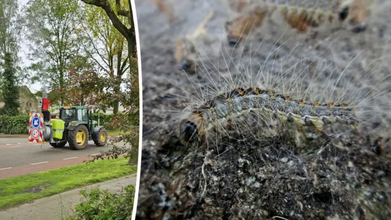 Gemeente start bestrijding van eikenprocessierups in Deurne met biologische middelen en nestkastjes