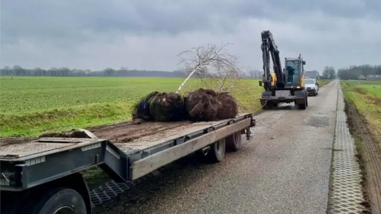 Inschattingsfout met bomen Lupinenweg kost Deurne 7.500 euro extra; ‘Onnodige verspilling van gemeenschapsgeld’