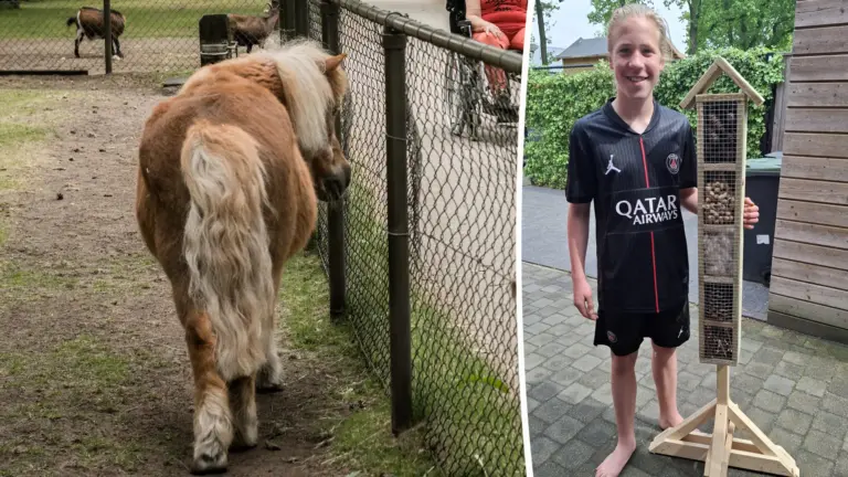 Finn (12) uit Deurne weet met heel hard rennen losgebroken pony weer naar zijn thuishonk te brengen