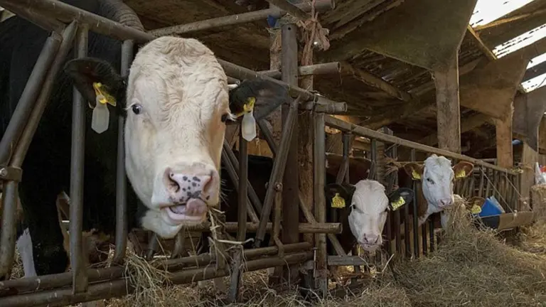 Mogelijk 700 boeren in Brabant raken ongebruikte stikstofruimte vanaf 1 juli kwijt