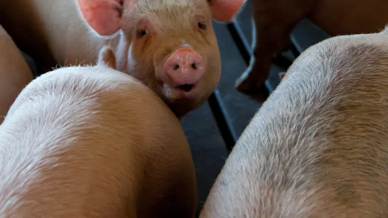 Ruim 23.000 varkens weg uit Ysselsteyn; politiek bezorgd over wat ervoor in de plaats komt