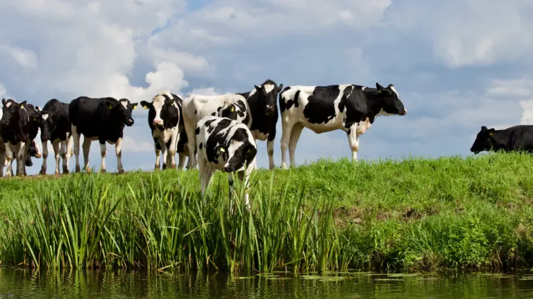 Kabinet presenteert ingrijpend pakket voor stikstofaanpak met grote gevolgen voor boeren en tuinders in de Peel