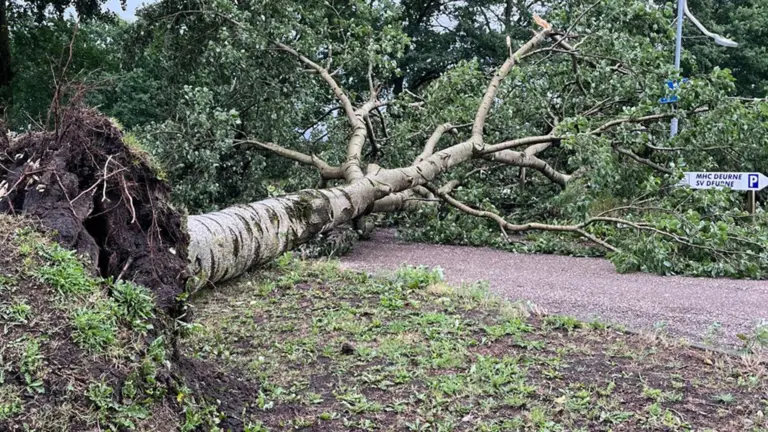 Boom waait om op Sportpark De Kranenmortel in Deurne door harde windstoten