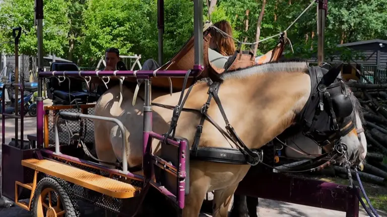 [VIDEO] Paarden brengen rust en plezier bij ORO Het Rijtven in nieuwe aflevering van Dierenvrienden